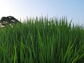  Green Paddy field. Paddy, Organic Agriculture, leaves of rice In the field. grain in paddy field concept. close up of  green rice field. Rice field in India. Close up plant of rice swaying by wind .

