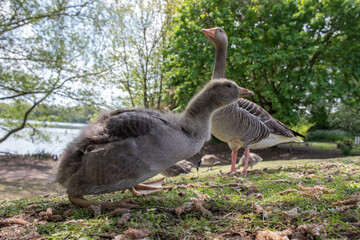 Wall Mural - goslings 