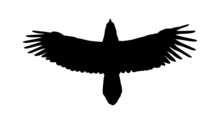 Vector Black Silhouette Of Crow On The White Background, Silhouette Of Crows