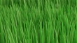3D Rendering of grass leaves with depth of field effect. For green nature background