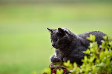 Wall Mural - portrait of a cat dark grey 