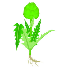 Wall Mural - Artichoke plant with fruit and roots on a white background.