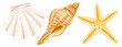 貝殻とヒトデのイラスト Illustration of seashells and starfish