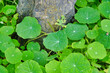 Top view of beautiful green Indian pennywort leaves near the tree