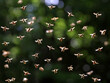 © Andreas - front view of flying bee swarm in sunlight on dark green leafs background