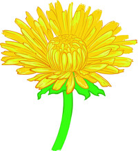 Yellow Chrysanthemum Flower - Dandelion - Illustration