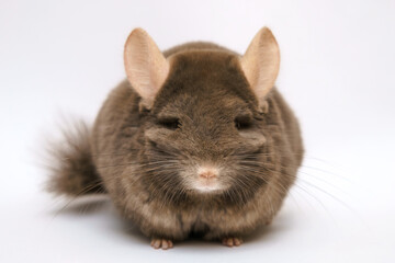 Wall Mural - cute fluffy brown chinchilla on a white background, pet rodent animal