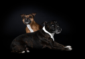 Wall Mural - staffordshire bull terriers