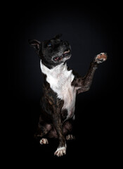 Sticker - staffordshire bull terrier