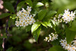 © Ida Wastensson - Closeup on white bird cherry blossom