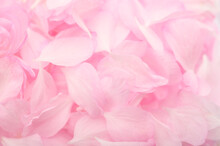 Background Of Pink Delicate Petals Of Decorative Almonds Close-up