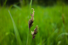 Two Wild Grass Seed Heads Isolated On A Natural Green Background