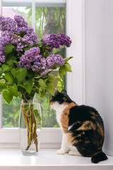 Poster - Tricolor cat looks out the window next to a bouquet of lilacs