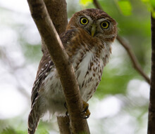 Cuban Pygmy Owl  In A Tree With Leaves And Sky In The Background In Cuba