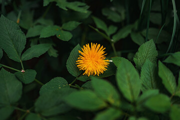 Close up Yellow dandelion grow in the grass green meadow, spring, summer. Selective focus