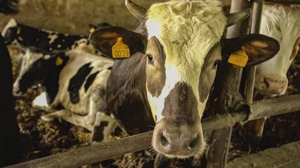 Wall Mural - Calves and cows in the stable 4