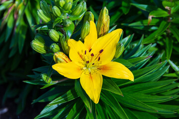 Wall Mural - yellow lily mid morning in the lily garden