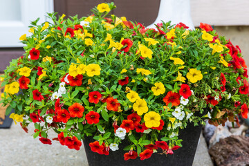 Wall Mural - planter full of red, yellow and white million bells flowers