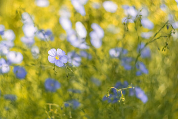Wall Mural - blue wildflowers of flax on a blurred sunny background. beautiful floral art background. selective s