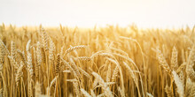 Wheat Field. Ears Of Golden Wheat Close Up. Beautiful Nature  Landscape. Rural Scenery Under White Sky. Background Of Ripening Ears Of Wheat Field. Rich Harvest Concept...