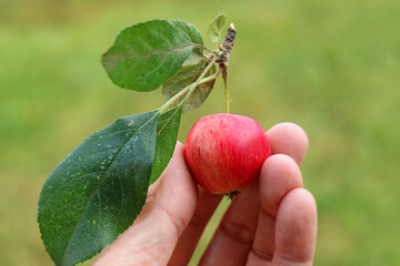 Hand Holding a Tiny Fresh Picked Ripe Crab Apple Fruit