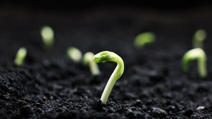 growing plants in spring timelapse, sprouts germination from seeds, newborn bean in greenhouse agric
