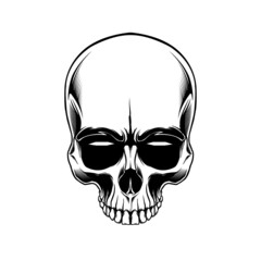 clip art anatomy skull in beground white