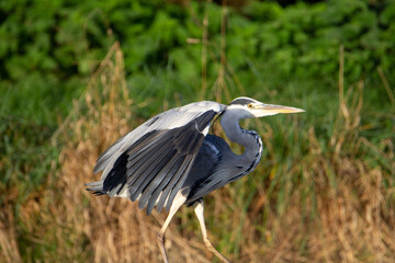 grey heron stretching his wings on the river bank with a natural green background