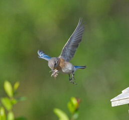 Female eastern bluebird - sialia sialis - flying with Carolina wolf spider - Hogna carolinensis in its beak, wings extended - predator prey