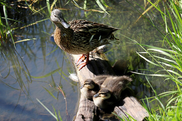 Mallard duck with two ducklings sitting on tree trunk in water. Female wild duck with baby birds at summer lake