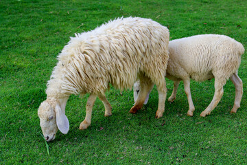 Wall Mural - Two Sheep Eatting grass in emtry garden at thailand