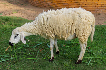 Wall Mural - Sheep Eatting grass in emtry garden at thailand