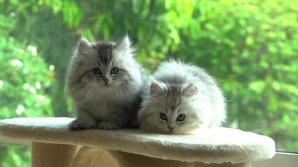 Poster - Two Persian Kittens Sitting On Cat Tower