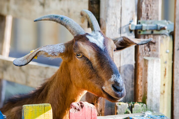 goat close-up in the pen