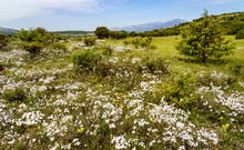 Panoramic Countryside With Many White And Yellow Wildflowers And Mountains In The Background.