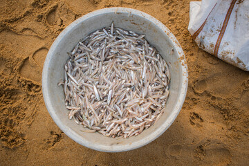 Fish anchovy background in fishermen market store shop. Heap of small little fish for sale