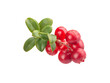 Branch of cowberry with some berries