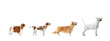 © master1305 - Art collage made of funny dogs different breeds posing isolated over white studio background.