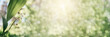 © Marinesea - Lily of the valley in bloom on green bokeh background, spring and summer flowers banner