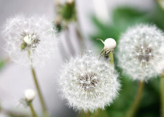 white dandelion flower on green grass background