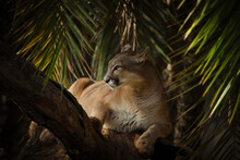 Cougar Or Mountain Lion (Puma Concolor) Resting Between Palm Leaves. Magnificent Light Panther Profile Portrait. 