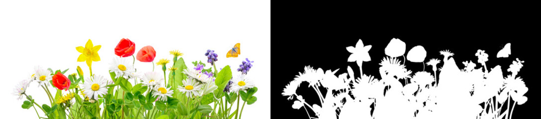 Wall Mural - spring grass and daisy wildflowers isolated with clipping path and alpha channel