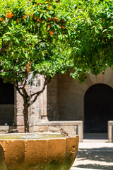 Wall Mural - Orange Trees In Barcelona City, Spain