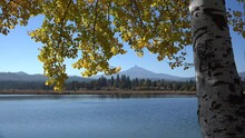 Oregon Mt Washington Framed With Yellow Leaves Zoom