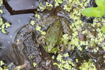 Canvas Print - Closeup shot of a frog in the puddle