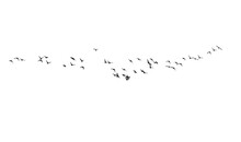 Flying Birds. Vector Images. White Backgorund.