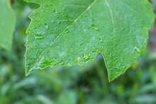 A Green Vine Leaf, Wet With Rain, With Small Fallen Flowers On The Surface. Gardening And Plant Care