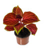 Coleus in a pot isolated