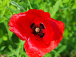 The red poppy grows. Beautiful flower poppy. View from above