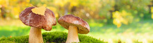 Two Edible Forest Mushrooms In The Autumn Forest On A Sunny Day With Copy Space Banner
